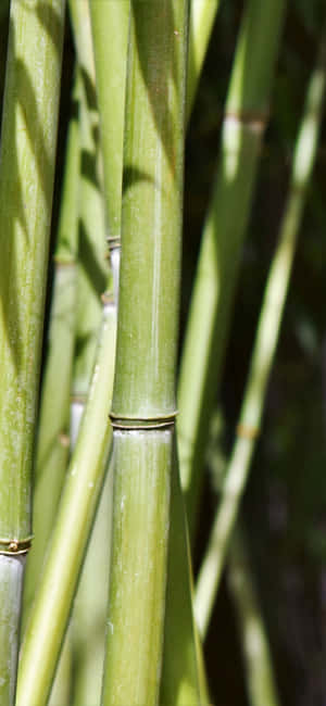 Yeşil Bambu — iPhone 15 Pro Max Duvar Kağıdı