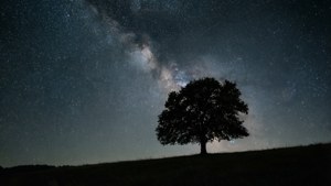 Bir ağaç ve yıldızlı gökyüzü ile sade bir gece manzarası, sakin bir duvar kağıdı için mükemmel.