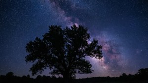 1280x720 çözünürlük için yıldızlar ve ağaç silüeti içeren büyüleyici bir gece gökyüzü duvar kağıdı. — 1280x720 Duvar Kağıdı