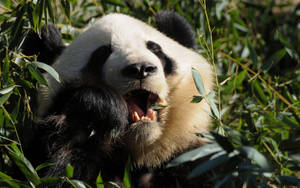 Yiyecek çiğneyen panda yakın çekim duvar kağıdı.