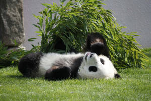 Yüzü yukarı dönük yerde yatan panda duvar kağıdı.