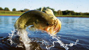 Largemouth Bass — Orman manzarası Duvar Kağıdı